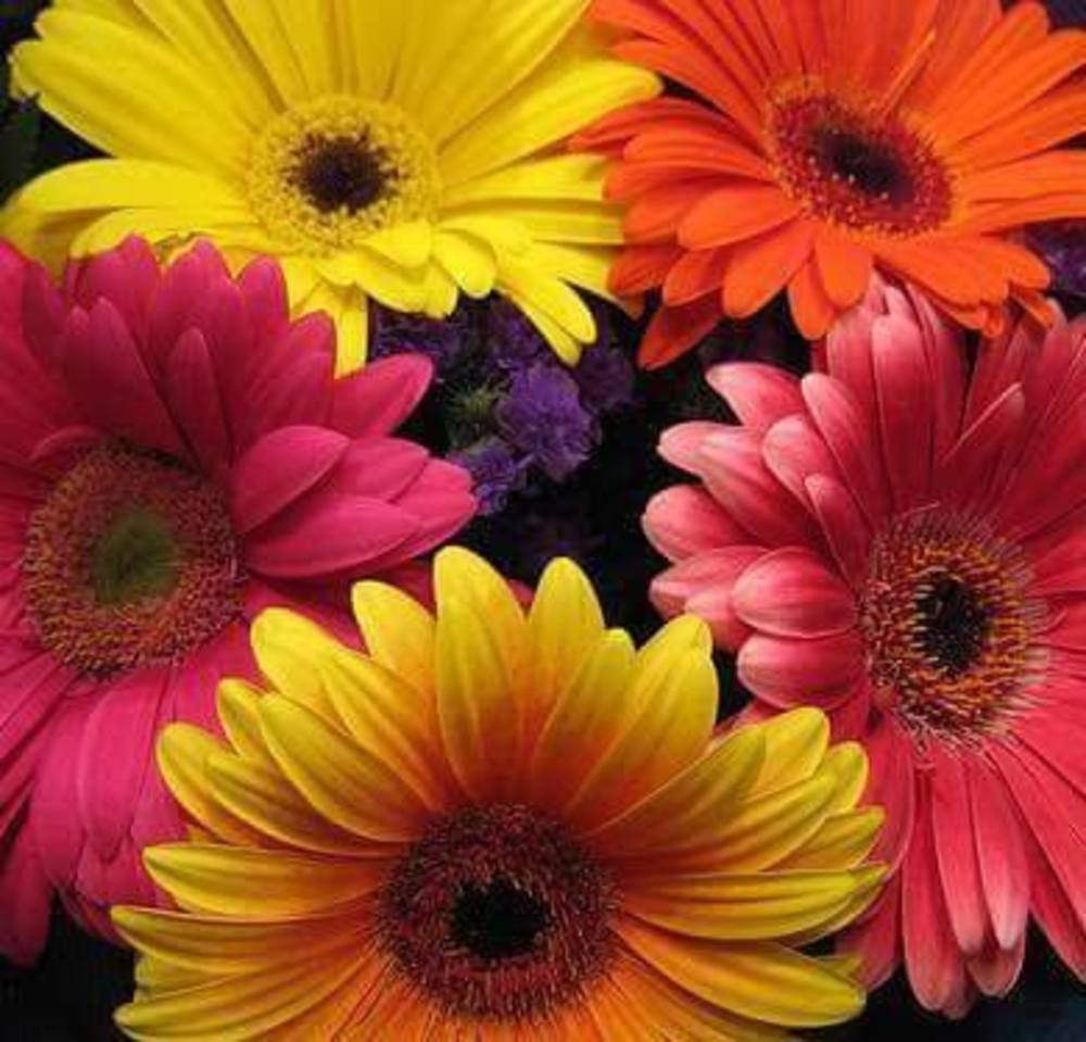 Meet your Posher, Rob